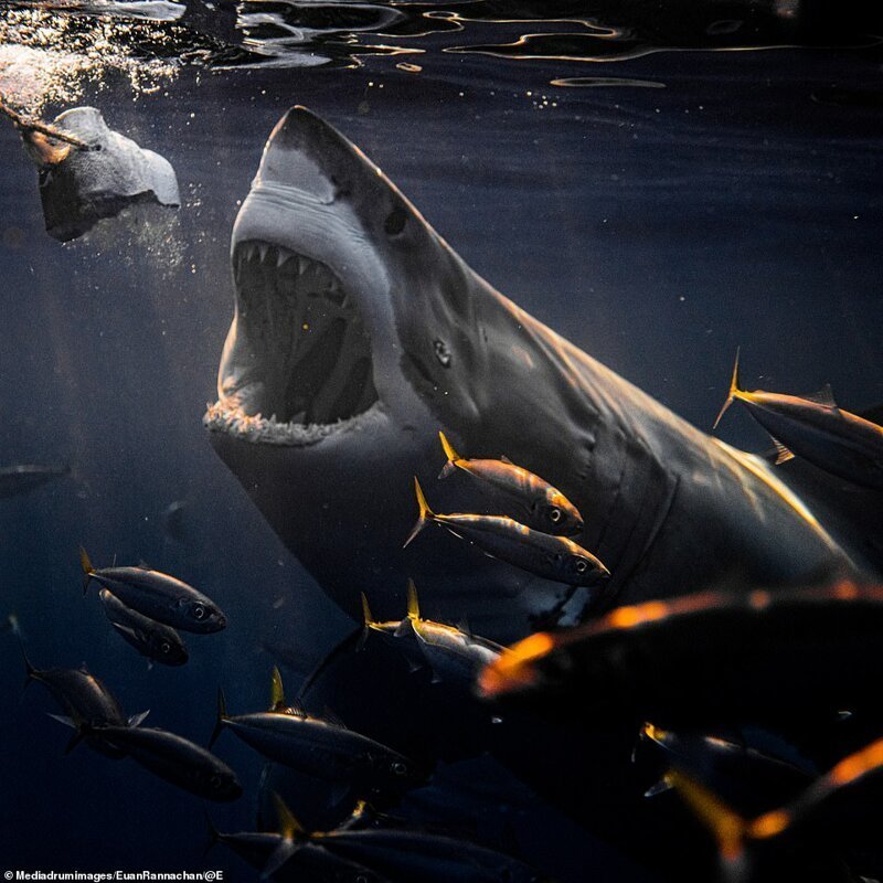 Самые страшные и опасные среди акул - zefirka