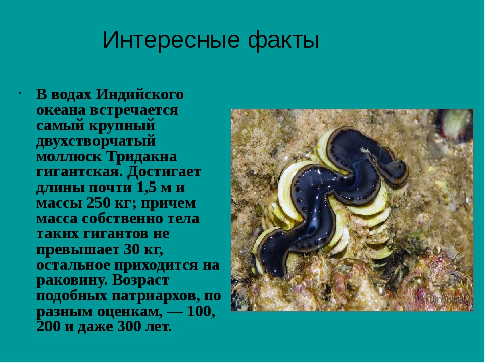 Индийский океан презентация 7 класс география