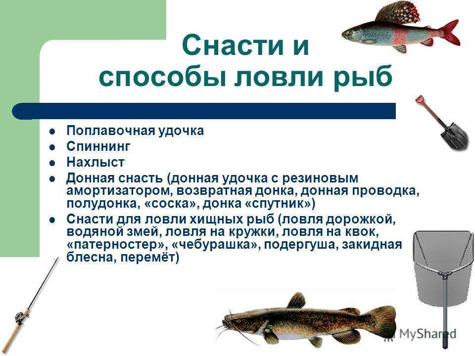 Рыба усач: способы ловли и подробное описание