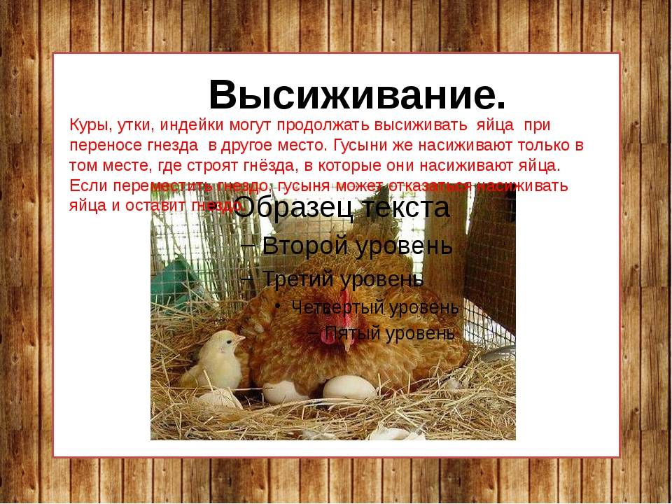 Сколько курица сидит на яйцах