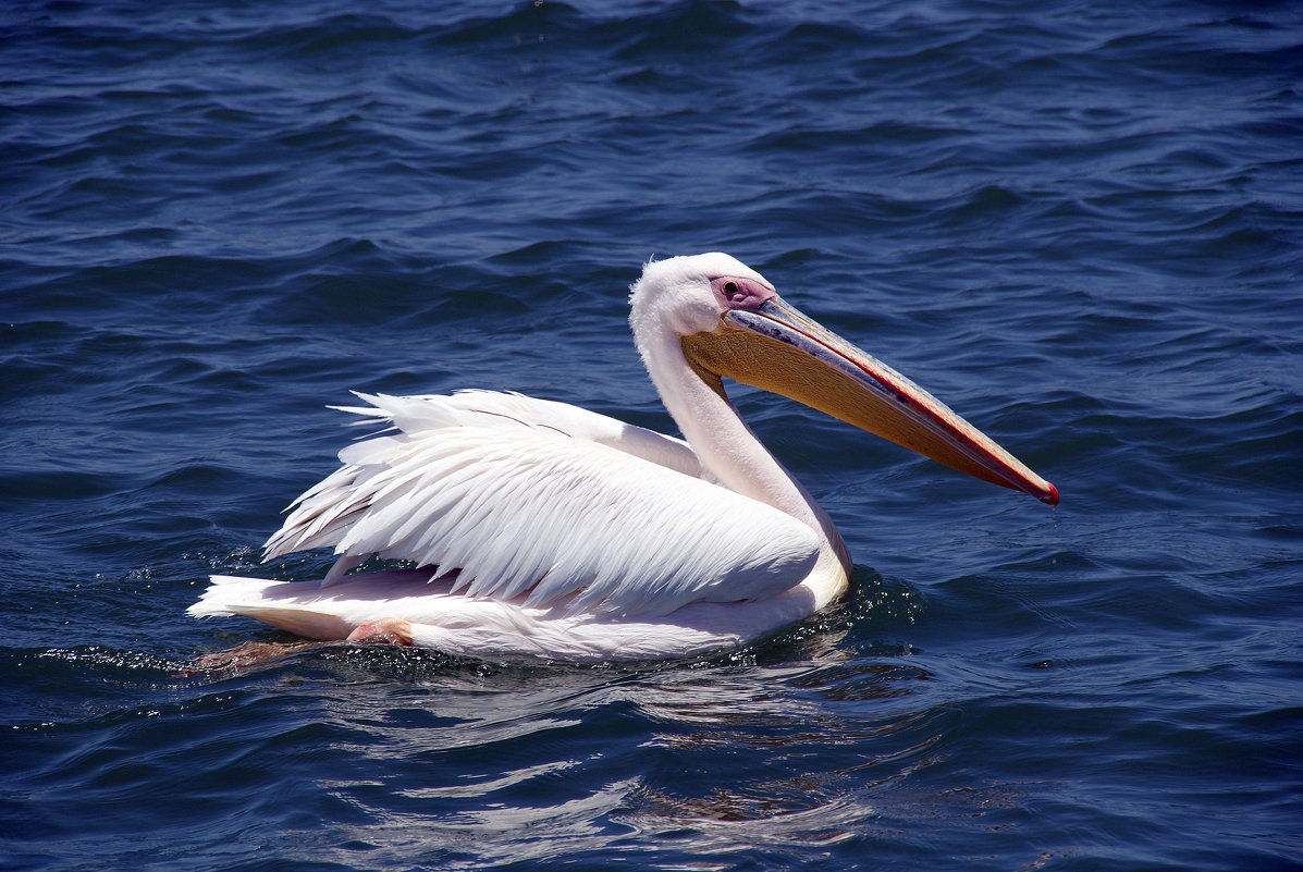 Птица пеликан: образ жизни, обитание, куда складывает рыбу