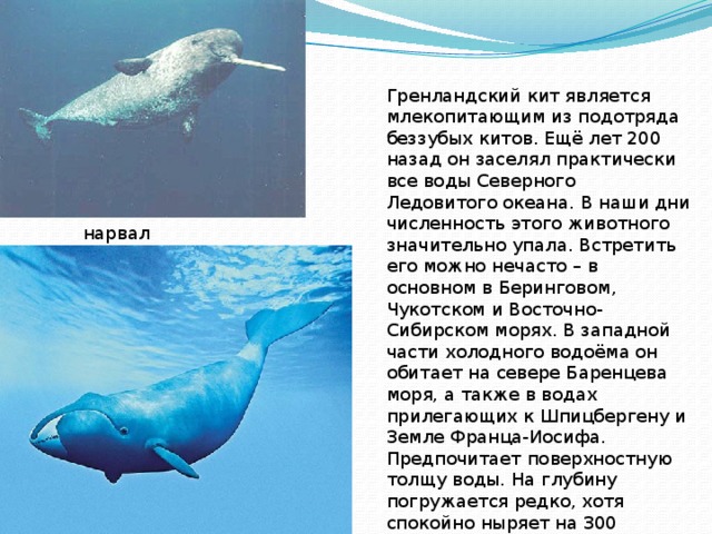 Где живет кит русский язык 1 класс. Гренландский кит красная книга. Гренландский кит сообщение для 4 класса. Гренландский кит описание для детей. Гренландский кит сообщение.