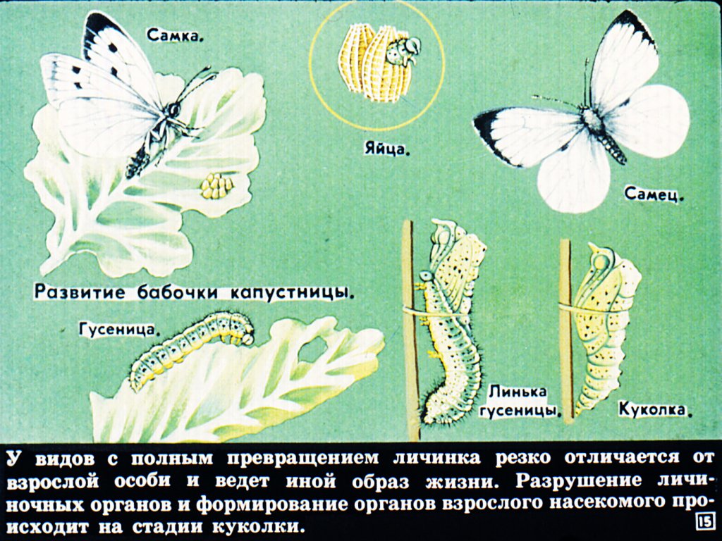 Капустница (капустная белянка): бабочка, уничтожающая урожай. описание и фото гусеницы и бабочки капустницы