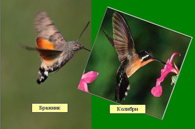 Бабочка бражник