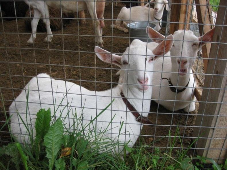 Разведение коз в домашних условиях