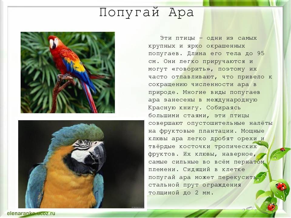 Певчие птицы россии