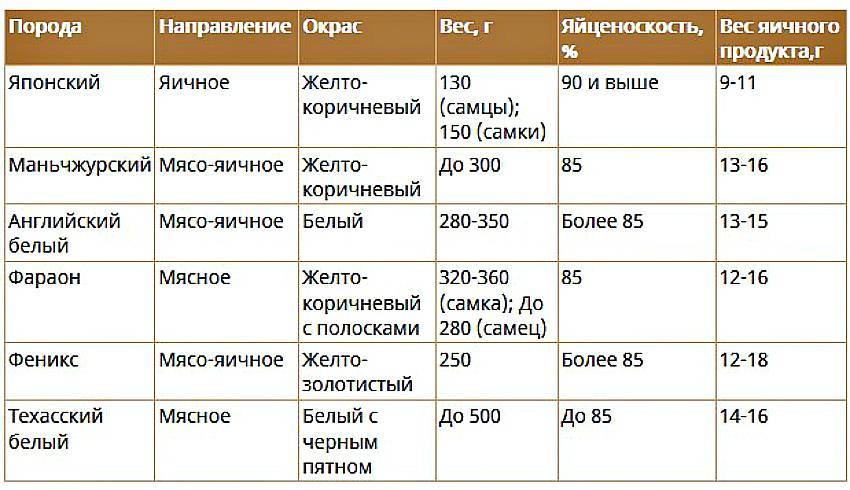 Сколько Раз В День Несутся Перепелки