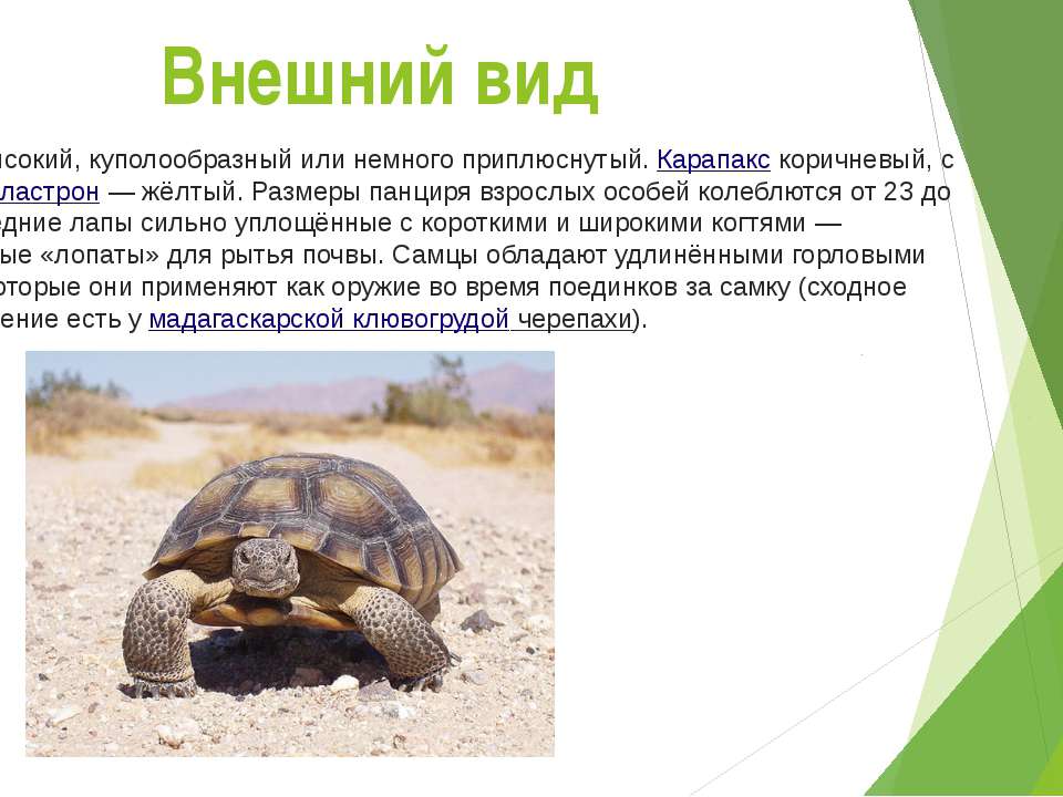 Содержание черепах в домашних условиях