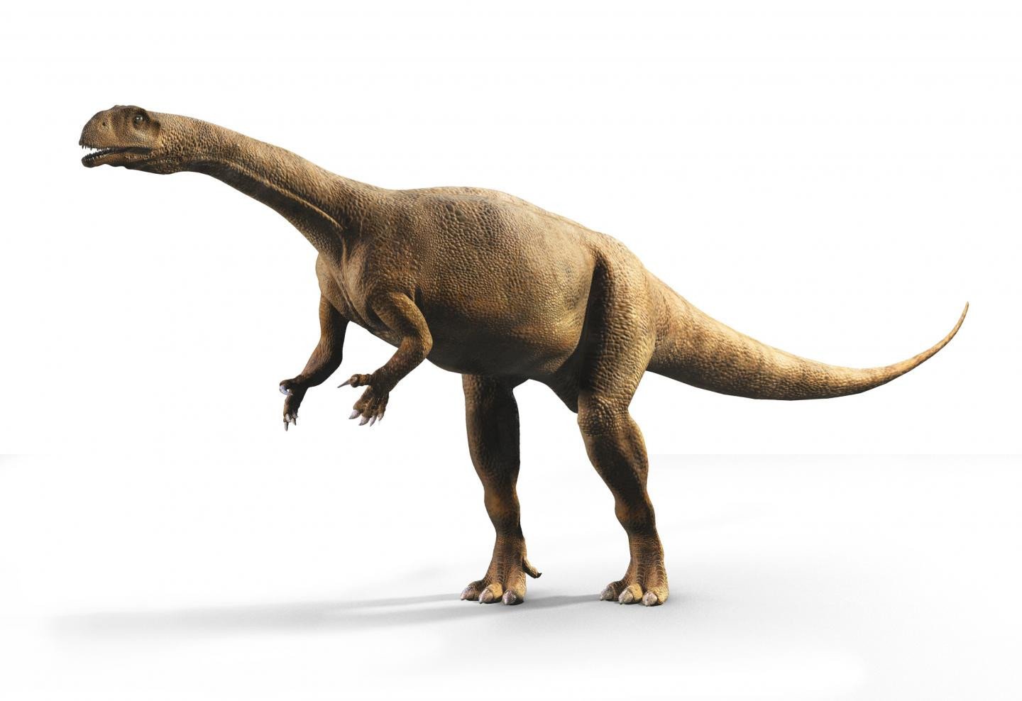 Создана цифровая реконструкция черепа динозавра массоспондила