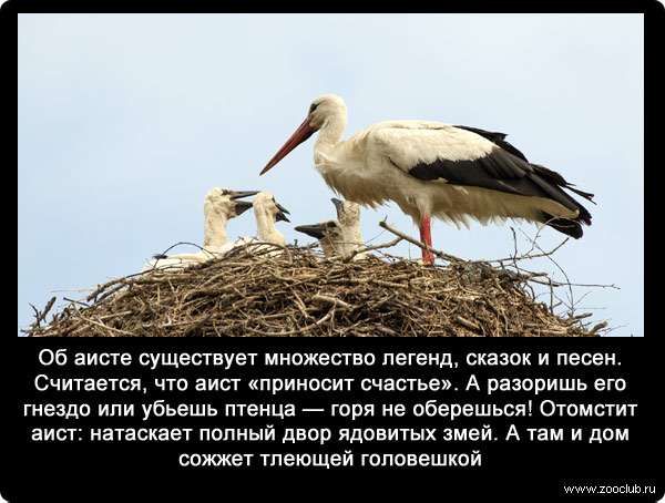 Составьте и запишите план текста из трех пунктов аист у многих народов считается птицей