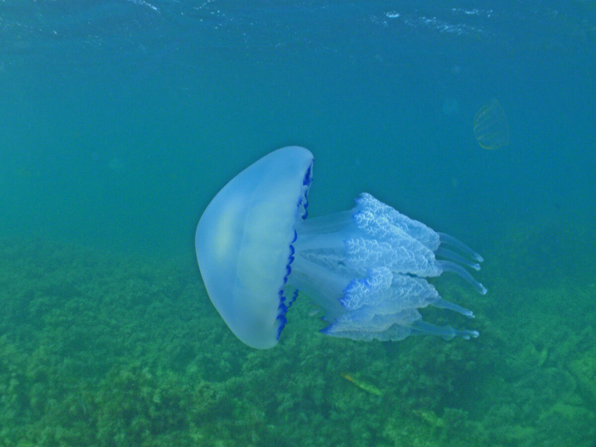 Опасные медузы черного моря в крыму