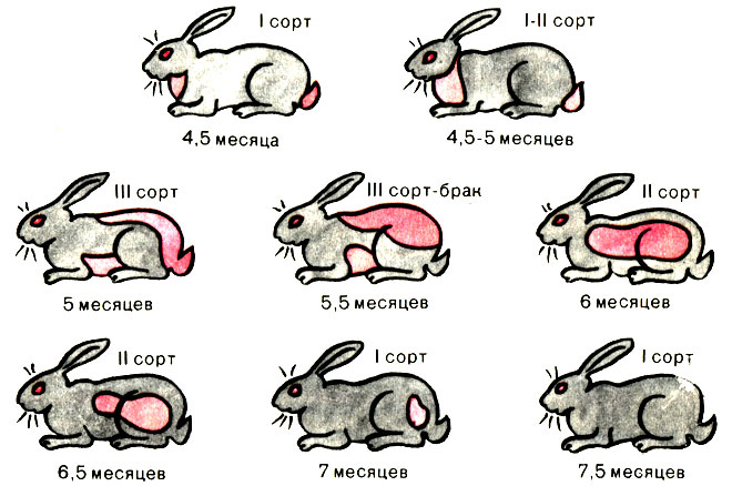 Как правильно разделать кролика? разберем основные принципы и этапы.