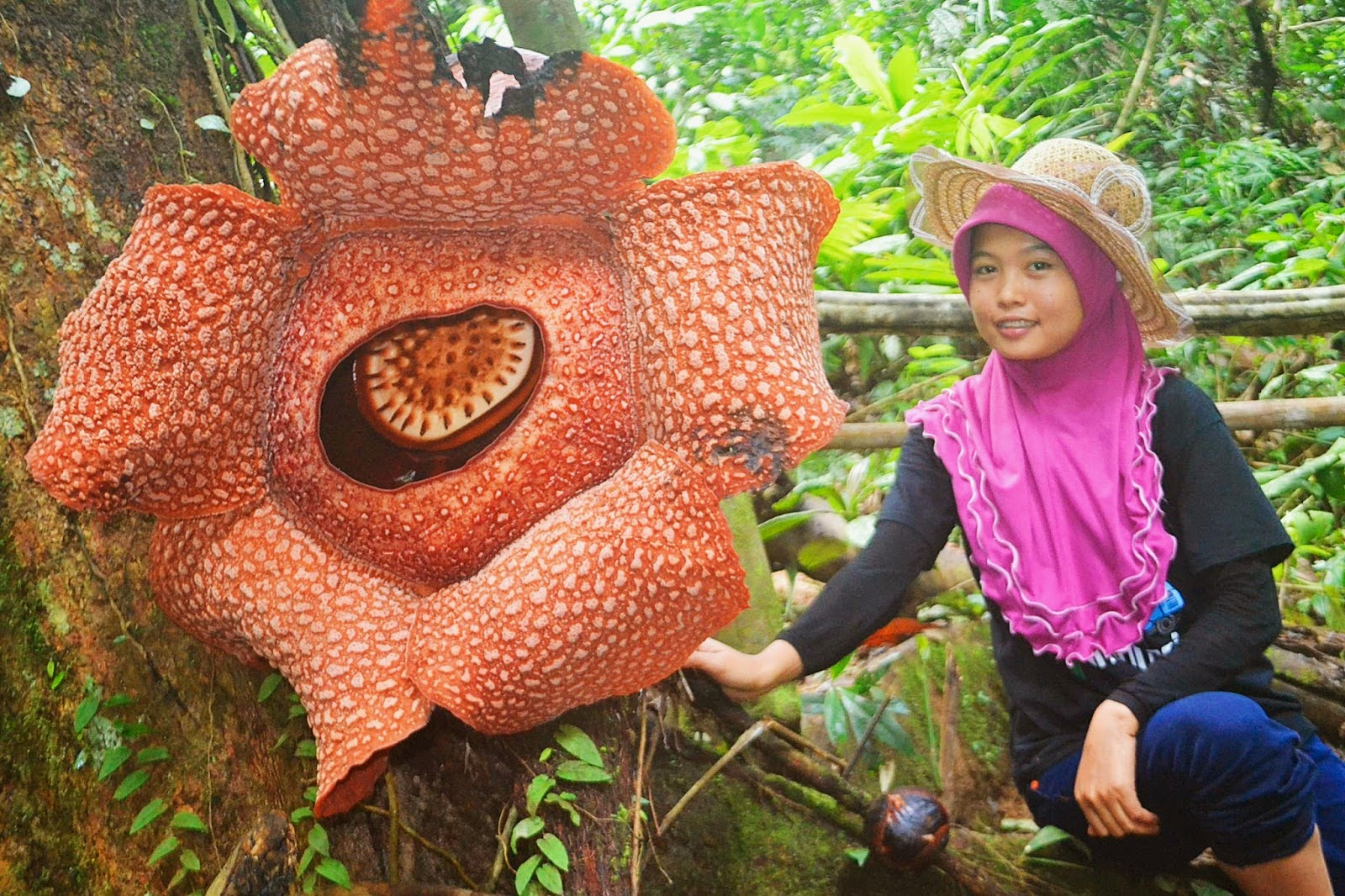 Самый большой цветок в мире раффлезия