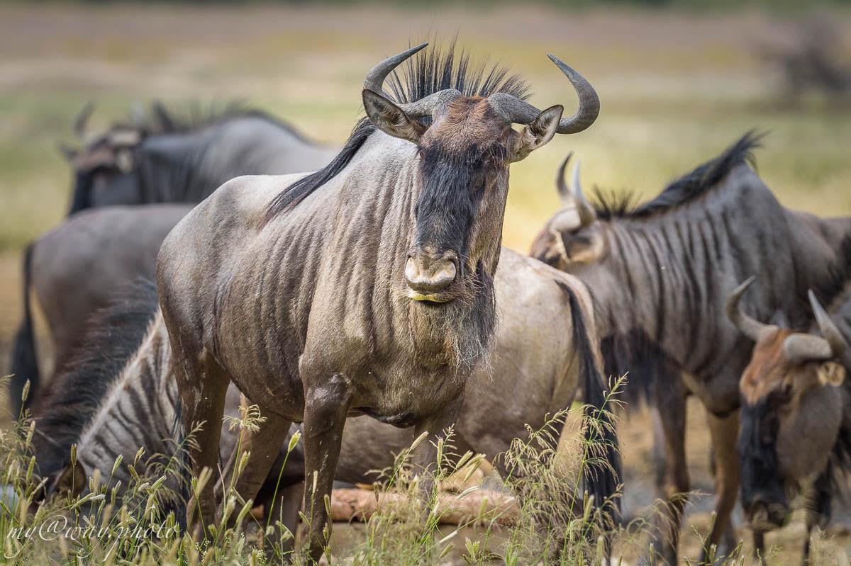 Виды антилоп: описание, классификация, место в экосистеме