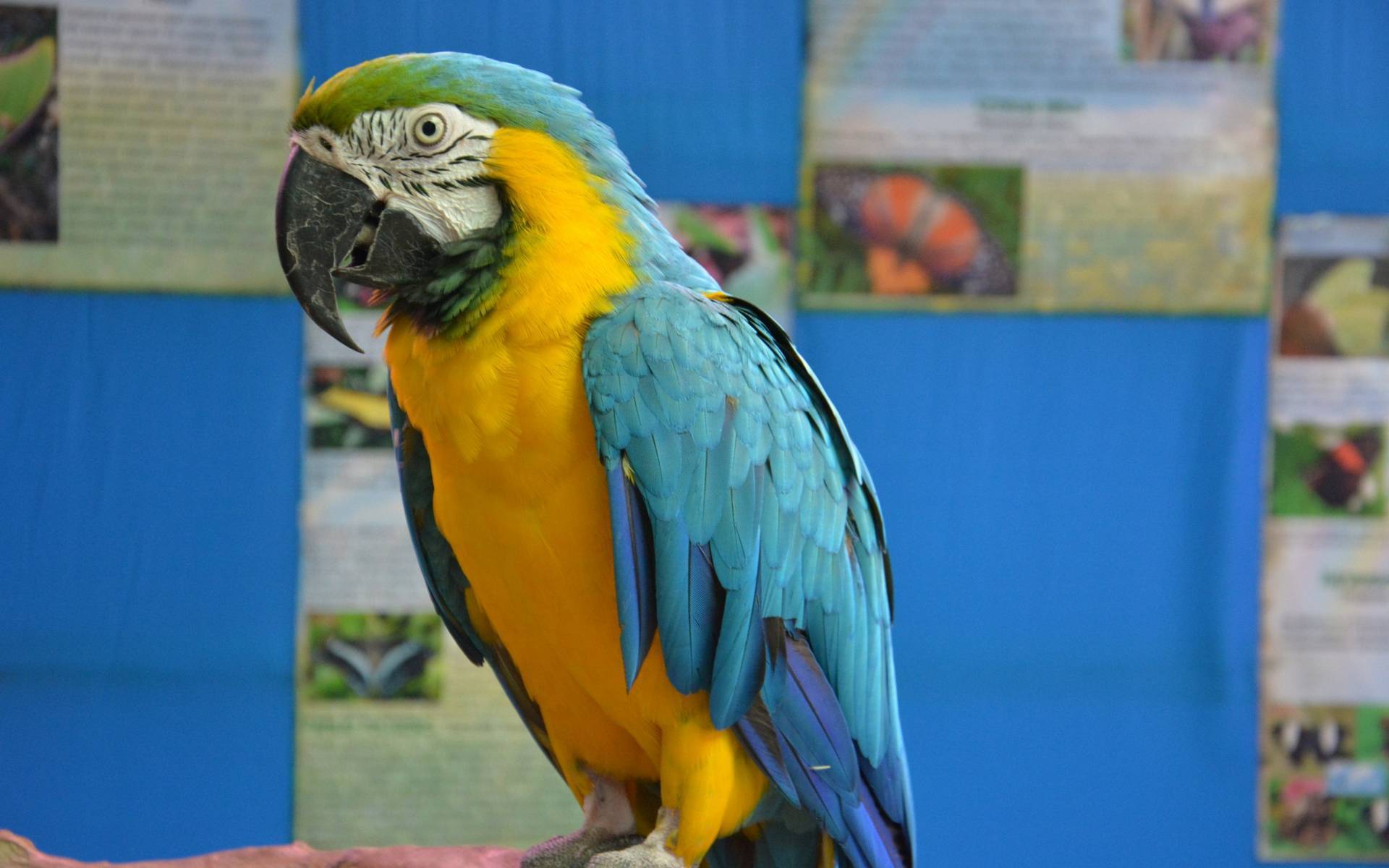 Попугай ара. образ жизни и среда обитания попугая ара