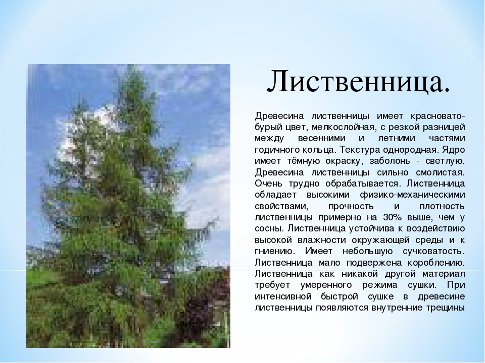 Дерево лиственница фото и описание где растет