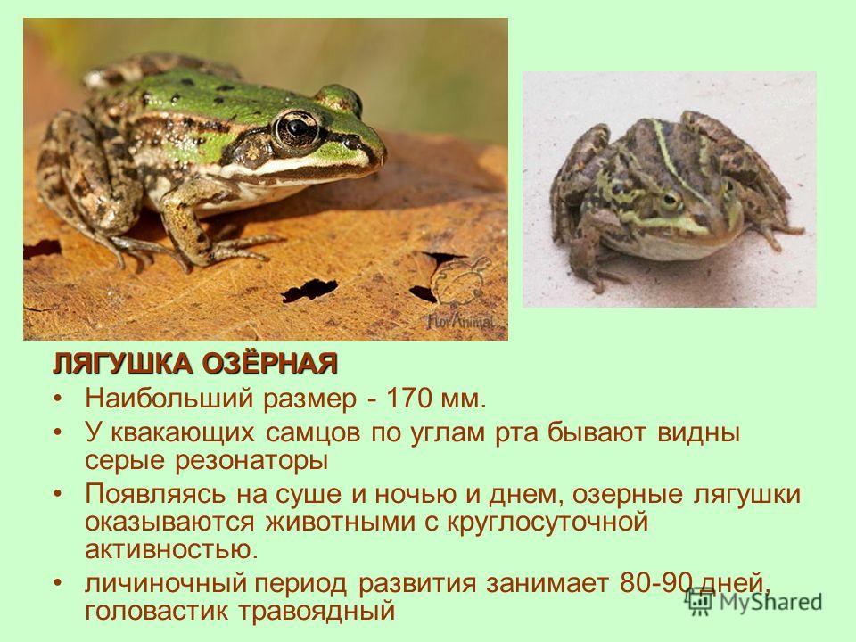 Камышовая жаба: как выглядит, где обитаем, чем питается и интересные факты (фото)