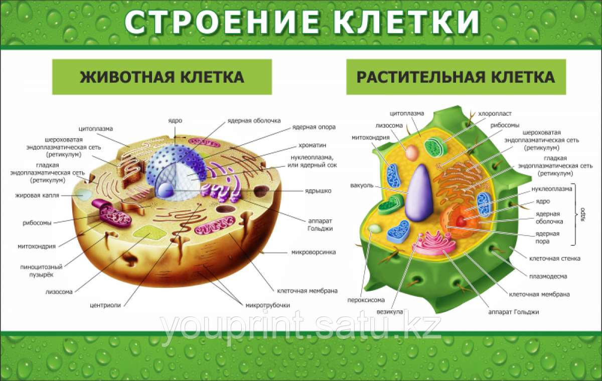 Строение животной клетки и растительной клетки 5 класс. Строение животной и растительной клетки 10 класс. Схема строения клетки многообразие клеток. Строение клетки растения для детей 5 класса.