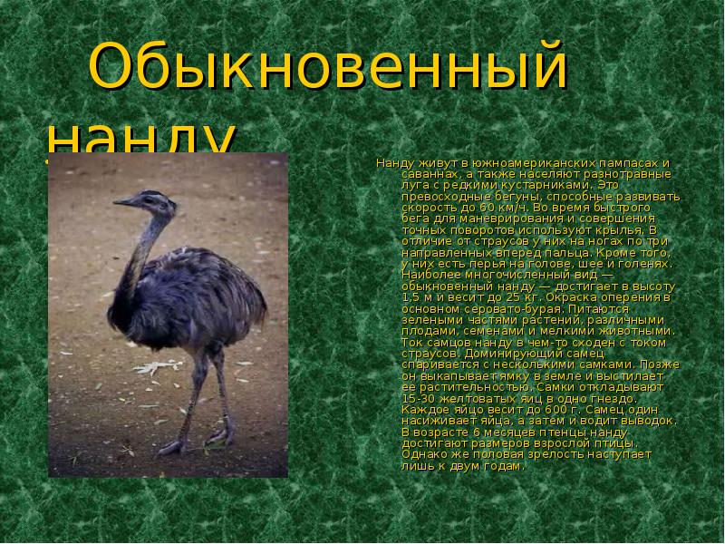 Страус нанду. образ жизни и среда обитания страуса нанду | животный мир