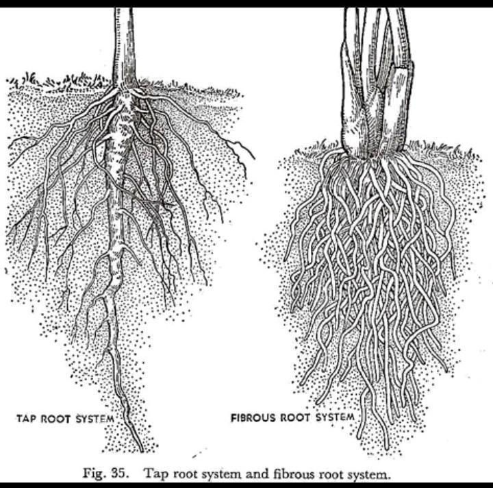 Насколько корень. Лещина корневая система размер. Кипарис дерево корневая система. Корневая система дейции. Корневая туи.