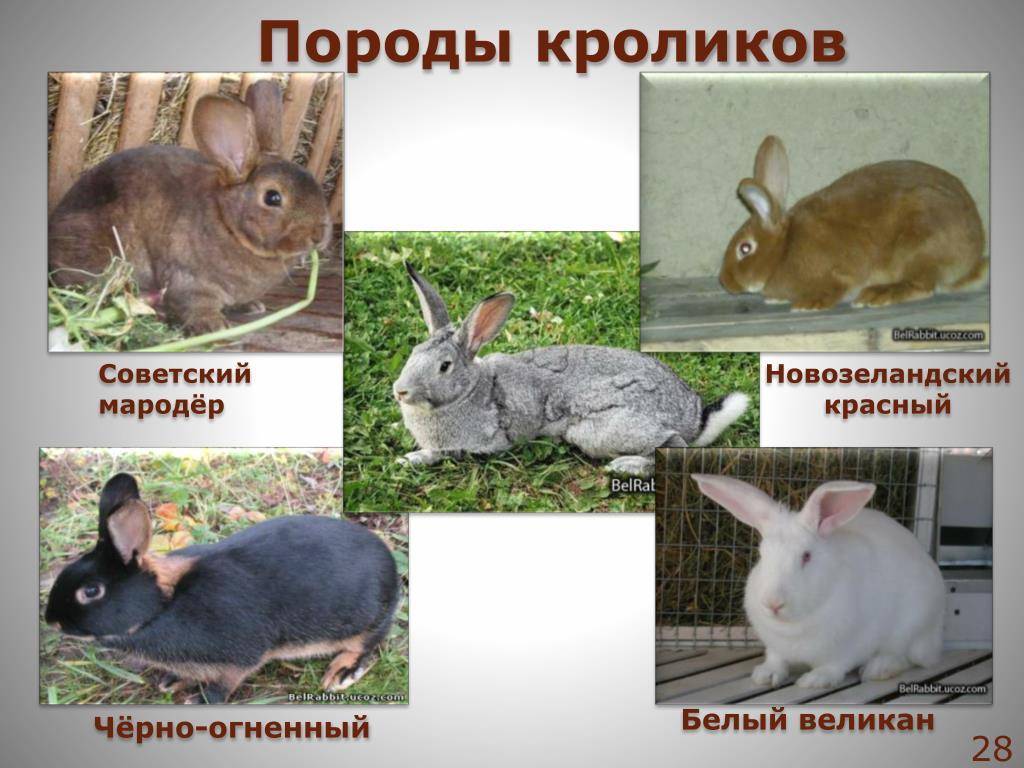 О породах декоративных кроликов: какие бывают разновидности и как узнать породу