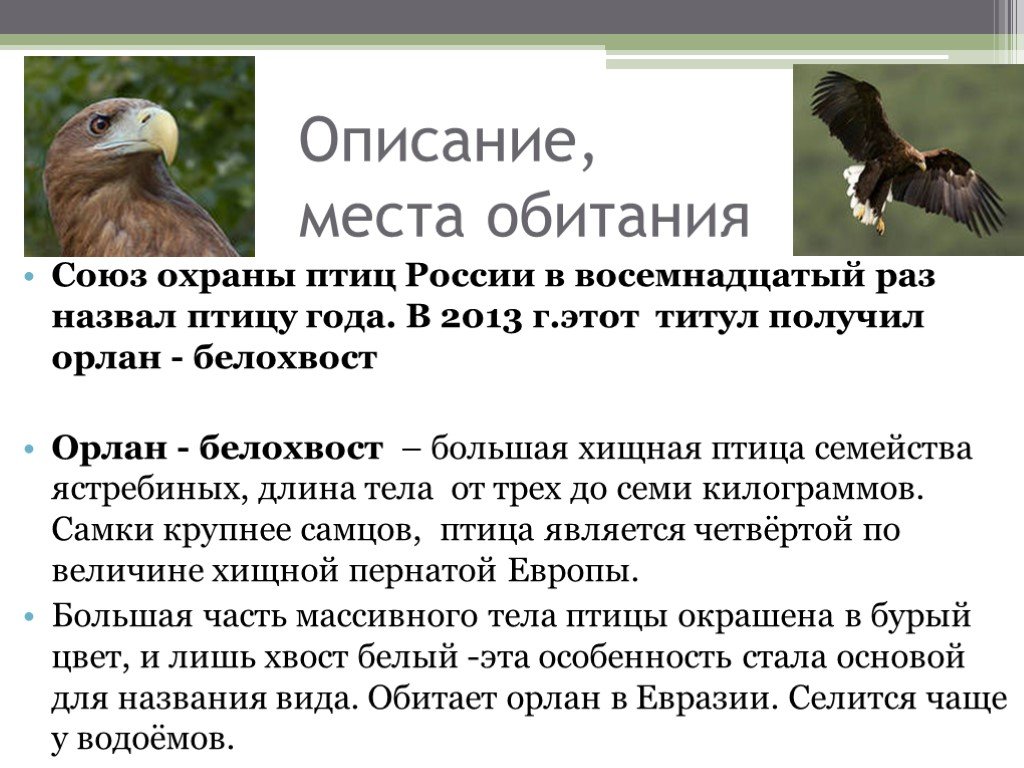 Орлан птица. описание, особенности, виды, образ жизни и среда обитания орлана