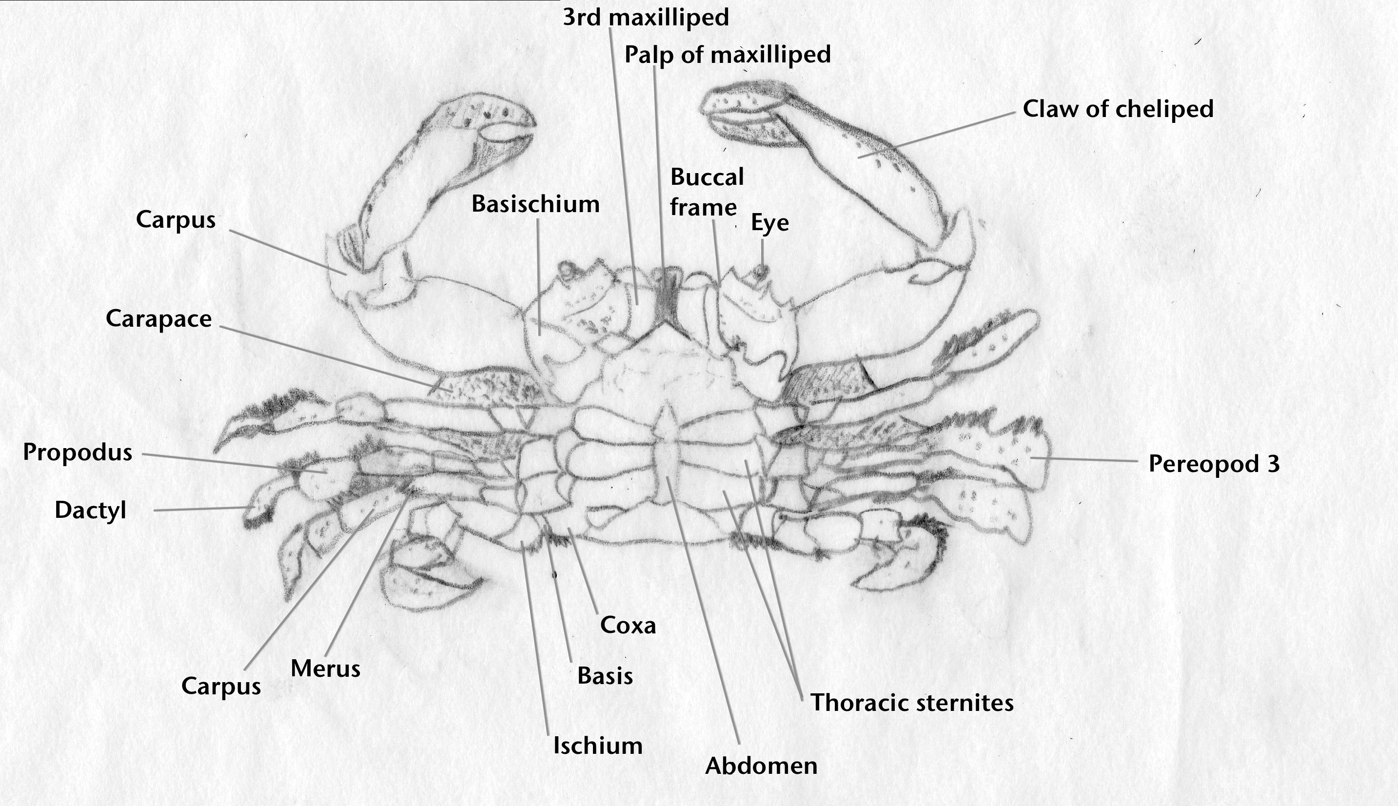 Органы крабов. Анатомия Камчатского краба. Внутреннее строение Камчатского краба. Строение Камчатского краба схема. Внешнее строение краба.