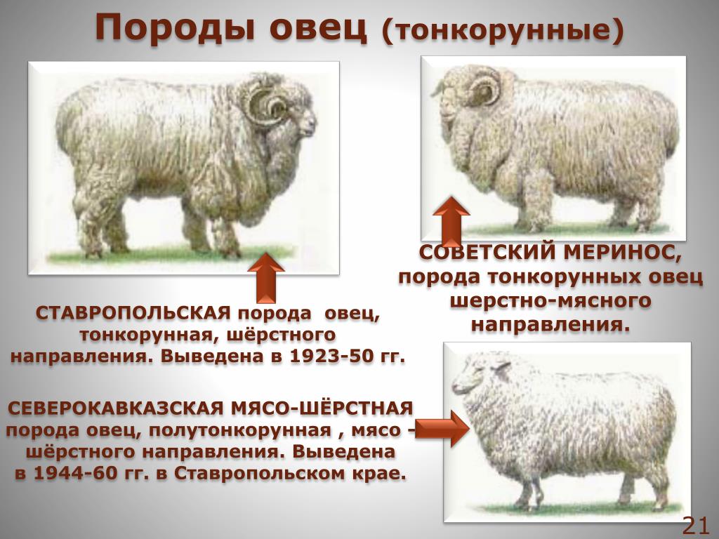 Основные признаки породы. Породы овец тонкорунные полутонкорунные полугрубошерстные таблица. Мясо шерстно молочные породы овец. Мериносы порода овец характеристика. Тонкорунные породы овец мясо-шерстного.
