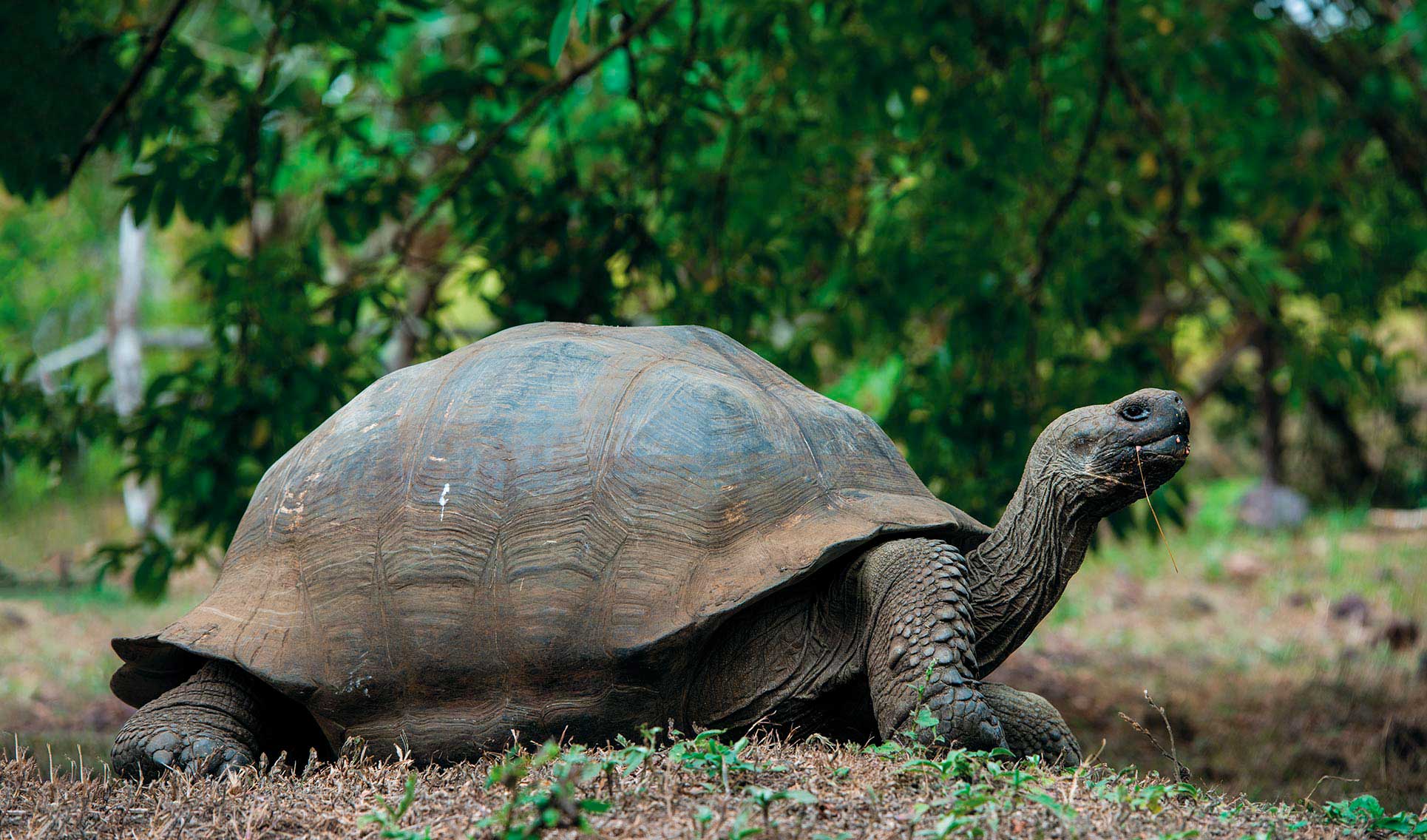 Галапагосская черепаха черновик