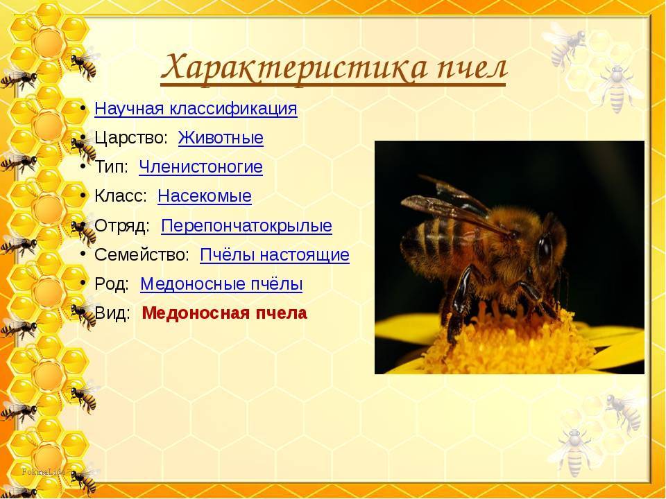 Кто входит в состав семьи медоносных пчел. Классификация пчелы медоносной. Пчела медоносная описание. Характеристика медоносной пчелы. Систематика пчелы.