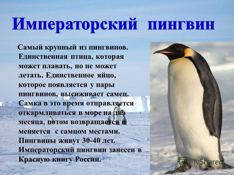 Про пингвина рассказ 1. Императорский Пингвин факты. Пингвин для детей. Факты о пингвинах для детей. Общие сведения о пингвинах.