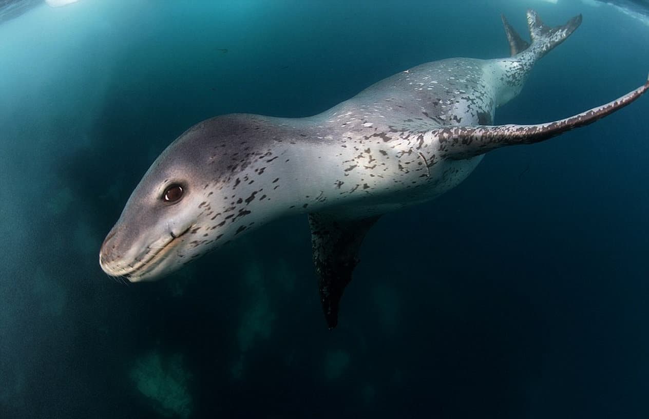 7 интересных фактов из жизни морских леопардов