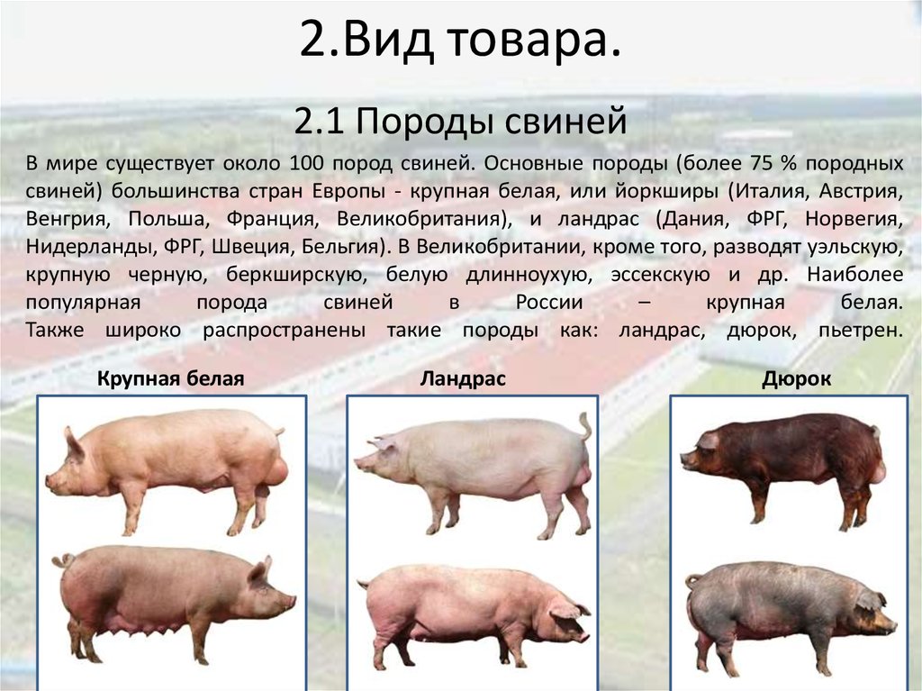 Пума: описание, где обитает, чем питается, образ жизни и повадки | планета животных