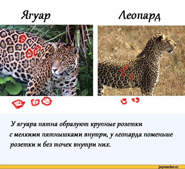 Разница между леопардом и гепардом фото