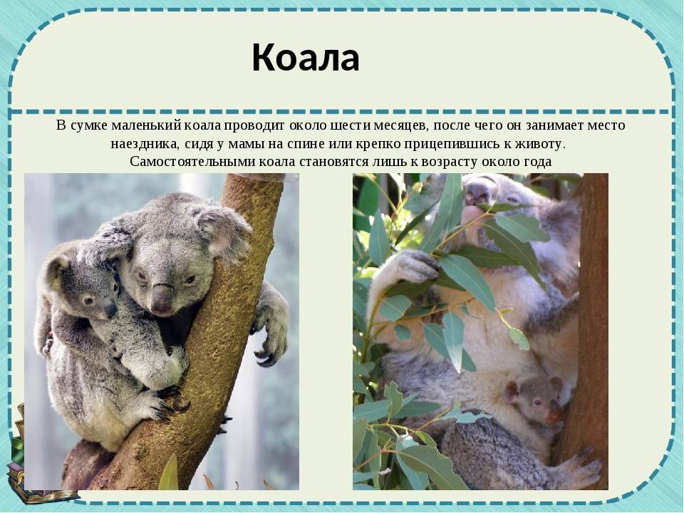 Коала проект 3 класс