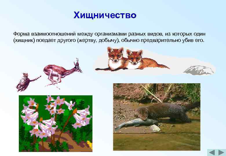 Хищничество примеры животных и растений. Взаимодействия организмов хищничество. Хищничество это форма взаимоотношений. Примеры хищничества в природе.