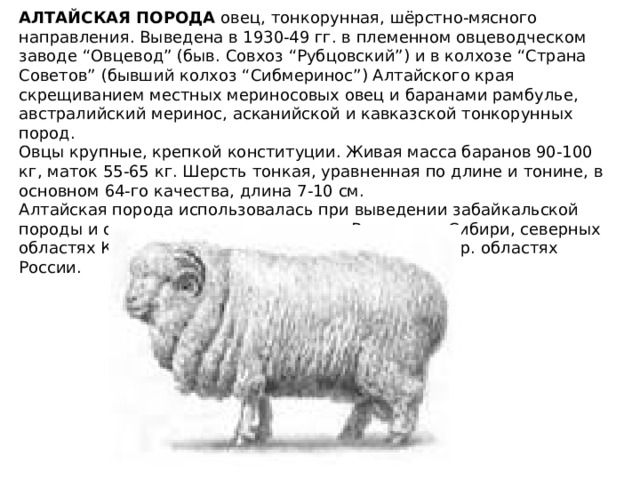 Породы овец - какие есть лучшие, виды, характеристики, описание | шкуркин.ру