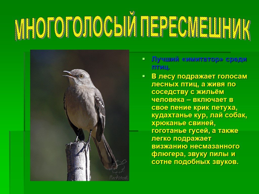 О чем поют певчие птицы россии? разбираемся вместе