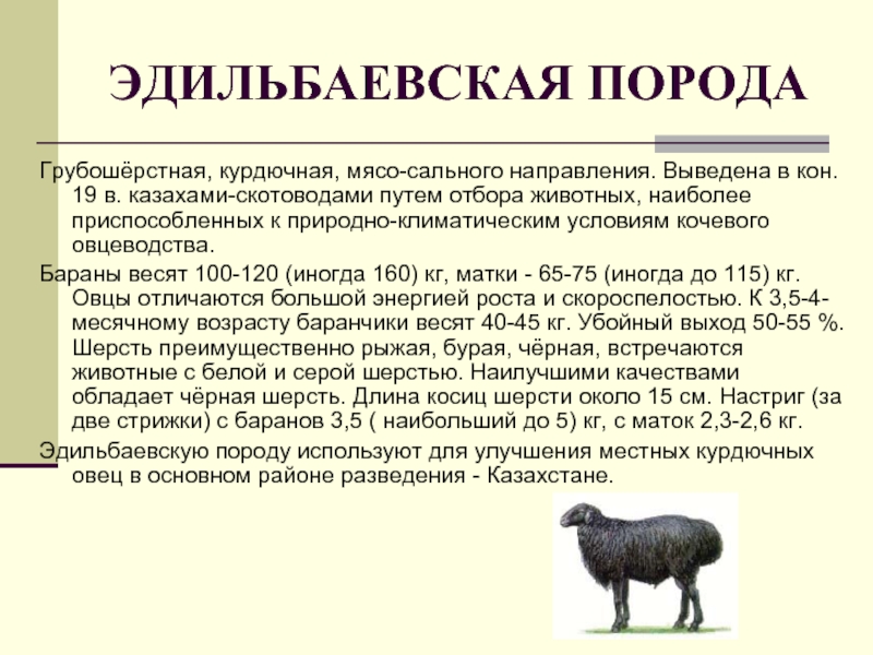 Сколько вес барана. Эдильбаевская порода Баранов. Овцы Эдильбаевской породы вес. Эдильбаевская овца характеристики. Эдильбаевская порода овец породы овец.