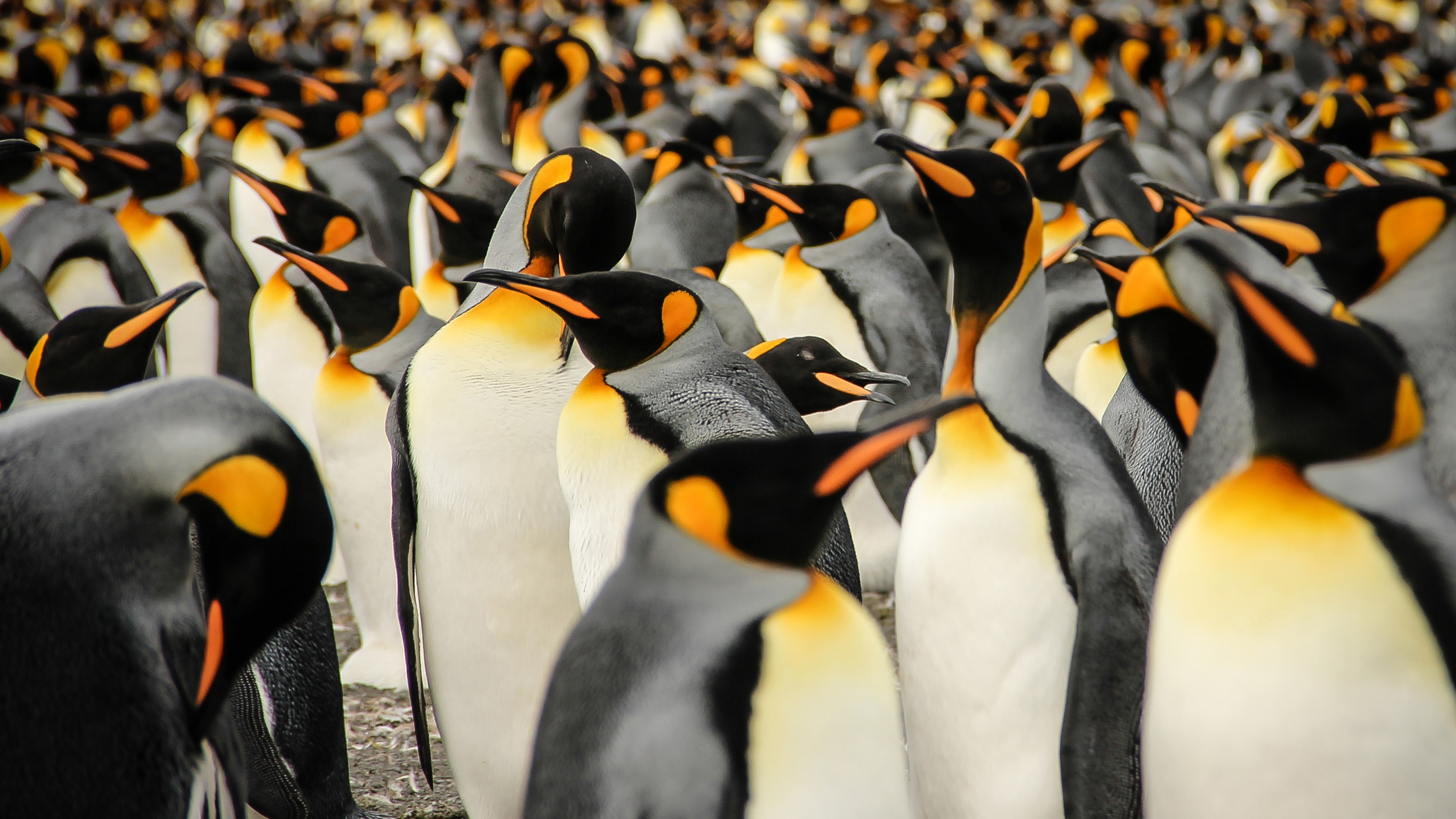 Очень много интересных фактов о пингвинах