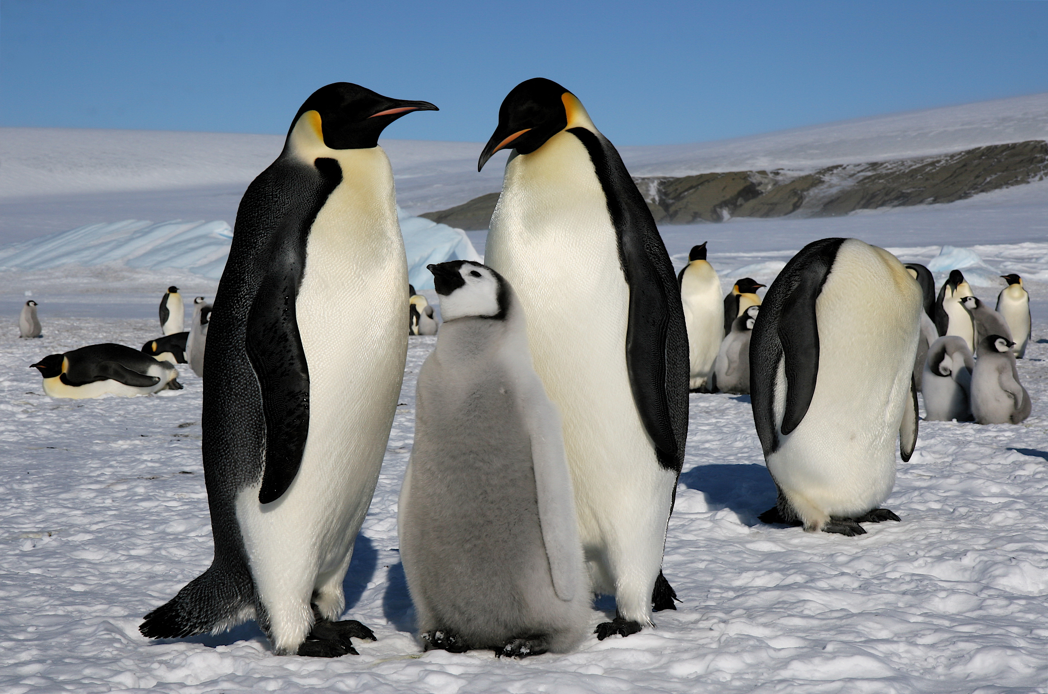 Где живет императорский пингвин. Пингвин Aptenodytes Demersa. Императорский Пингвин в Антарктиде. Императорский Пингвин среда обитания. Имперский Пингвин.