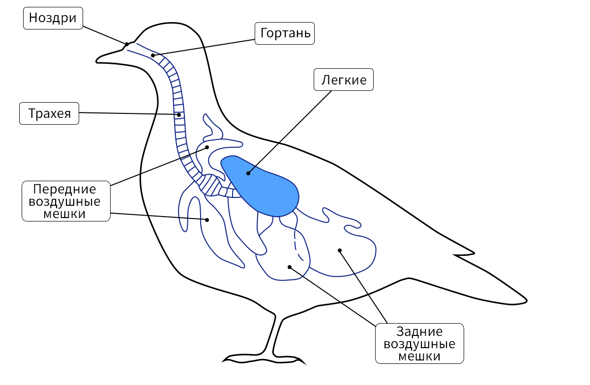 Дыхательная система птиц фото