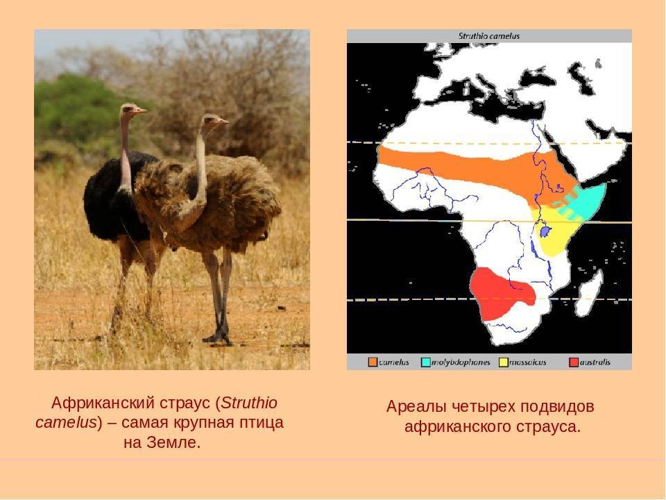 Африканский страус. образ жизни и среда обитания африканского страуса
