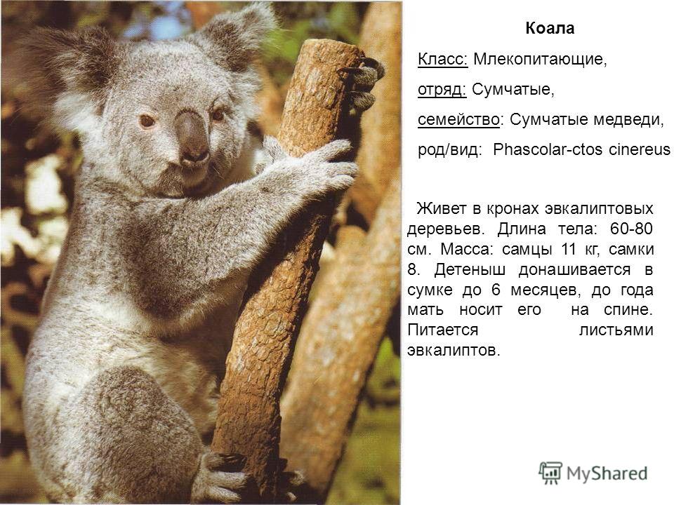 Коала презентация 7 класс