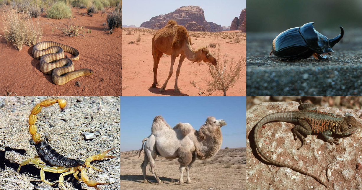 Описание типичных животных пустыни россии