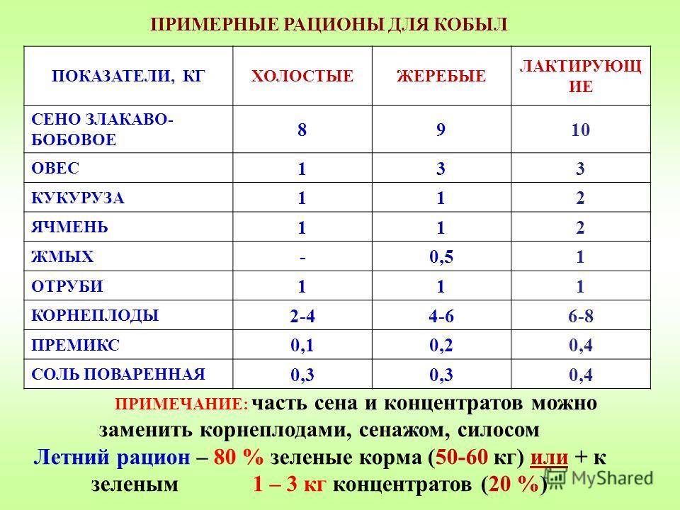 Питание лошадей – что они любят есть? 2021