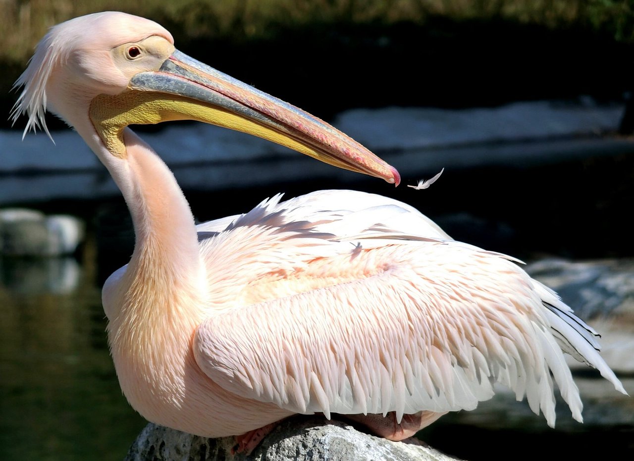 Розовый пеликан красная. Розовый Пеликан. Розовый Пеликан Волгоградской области. Розовый Пеликан Астрахань. Африканский Пеликан.