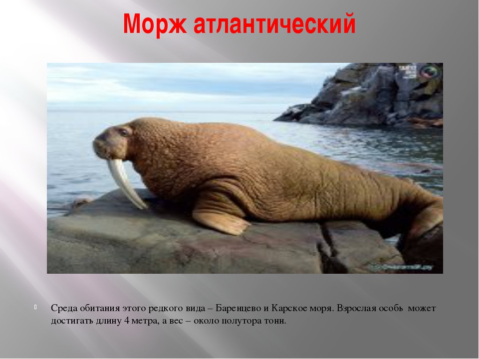 Морж животное. описание, особенности, виды, образ жизни и среда обитания моржа