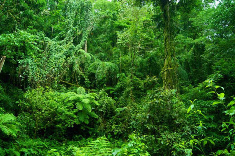 Природная зона влажные экваториальные тропические леса. Зона влажных экваториальных лесов Африки. Гилея Южной Америки это. Зона влажных экваториальных лесов Южной Америки. Лес Гилея.