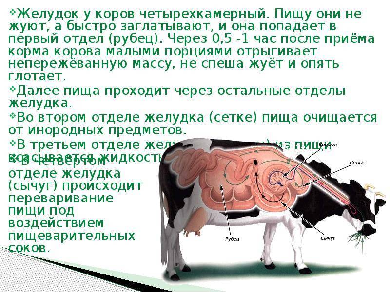 ᐉ как убивают животных на мясо в домашних условиях - zooon.ru